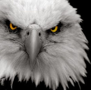 Meet your Posher, Joceir bermonde